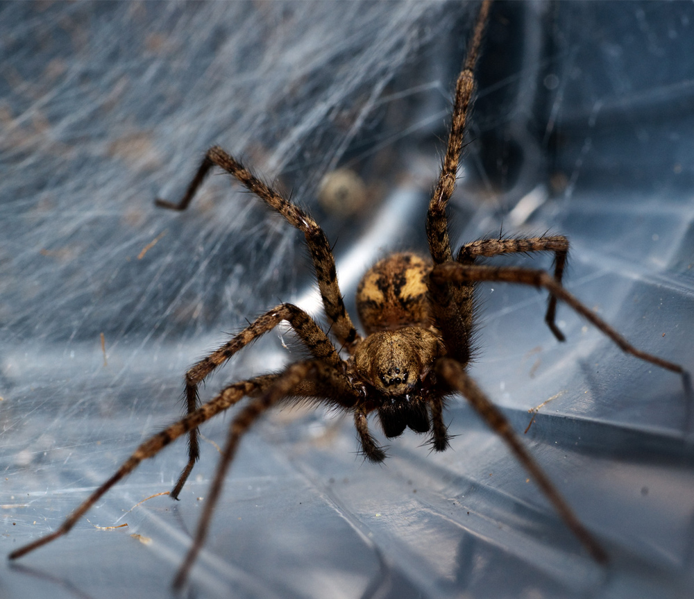 Spinne TattooBewertungde