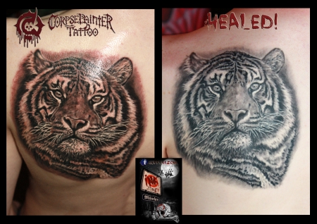 tiger healed