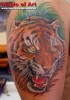 tattoo-designer: tiger auf Tattoo-Bewertung.de