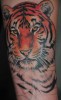 AlterRömer: Tiger Teil 1 auf Tattoo-Bewertung.de