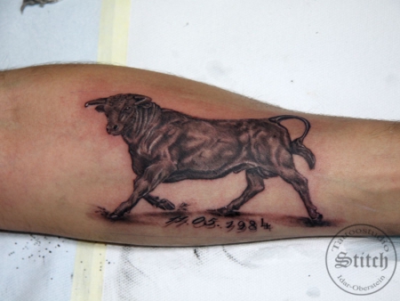 Stier