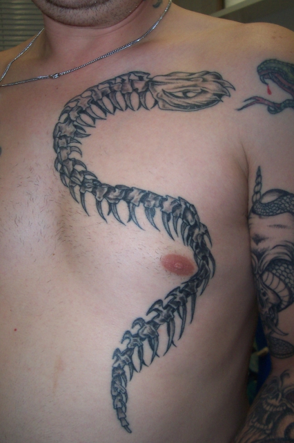 Snake Skeleton 1 . sitzung