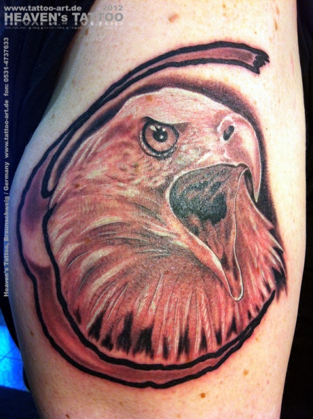 Weißkopfseeadler 1004