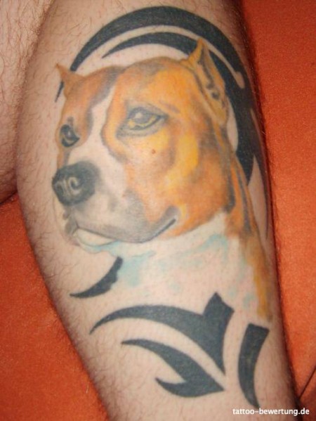 pit Bull