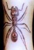 mr. Ant