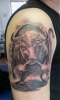 rennender Stier