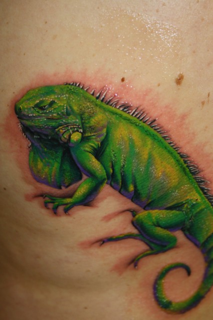 Leguan - Colour