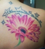 Gerbera