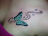schmetterling
