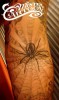 Unterarm Tattoo ! Spider