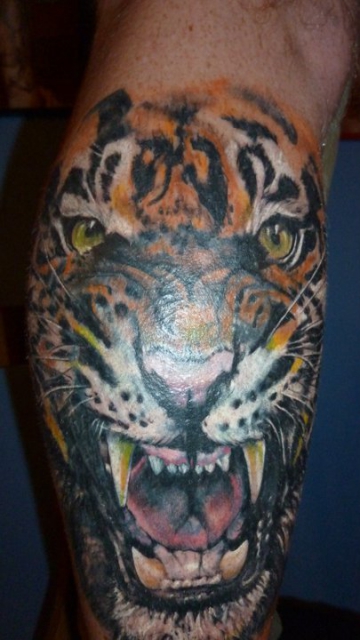 Tiger Cover up in gross