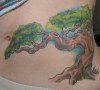 Cover up, Bonsai