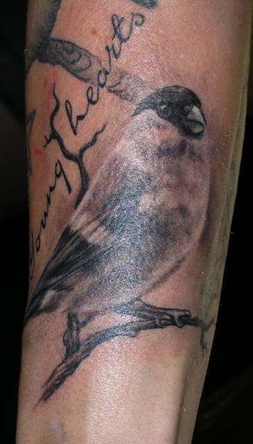 Vogel