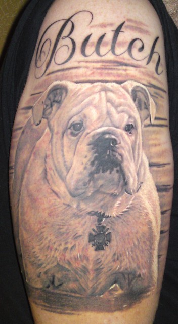 Bulldogge BUTCH