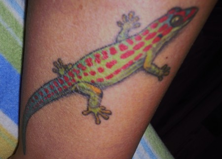 Gecko ca. 3-4 Jahre alt