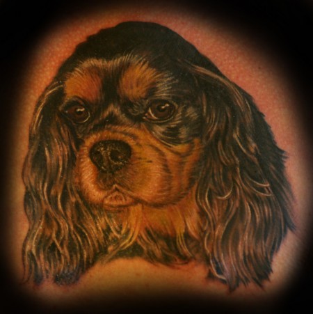 Cavalier King Charles (Cover up), 3,5 Stunden Arbeit