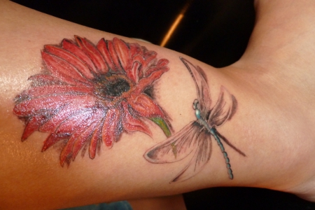 Gerbera mit Libelle
