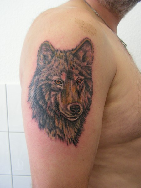 Wolf in Farbe
