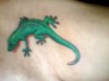 gecko