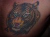 Tigerkopf