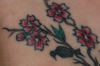 Kirschblüten im Detail