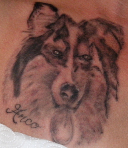 Mein Collie