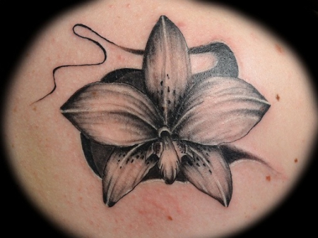 orchidee