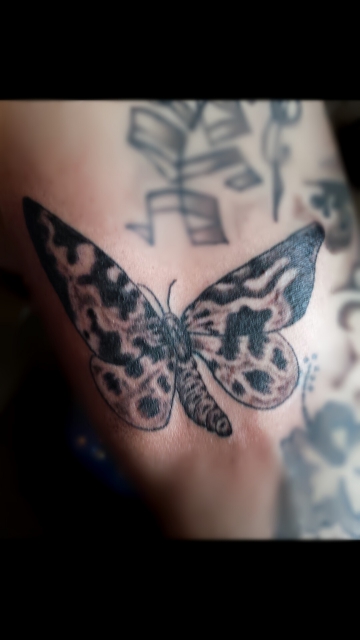 Schmetterling