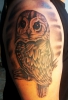 Funny Owl by Tim Love is Pain Tattoo Berlin (leider Vorlage)