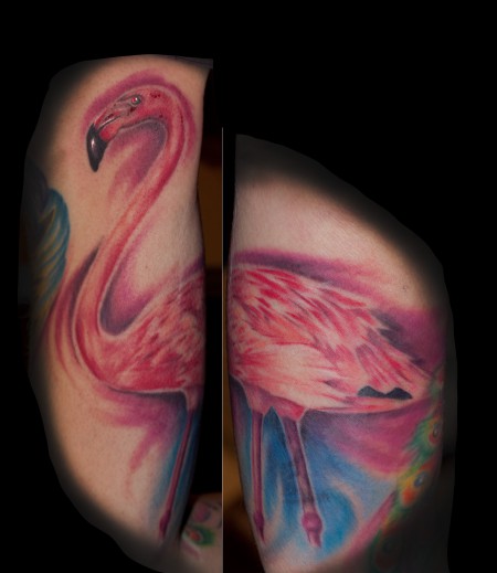 Flamingo