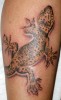 Gecko