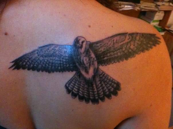 Pipo82 Falke Tattoos Von Tattoo Bewertung De