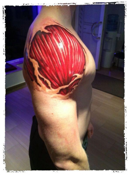 Schulter Anatomie