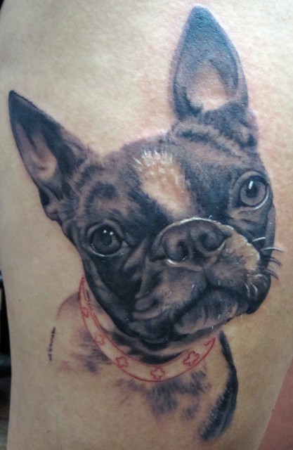 boston terrier 