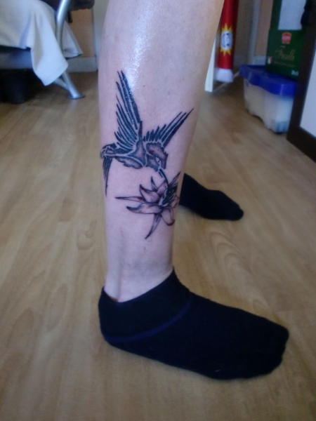 Kolibri