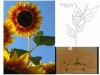 Sonnenblume für meinen Rücken, bitte um Kommentare