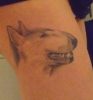 mein Bullterrier Jazzy