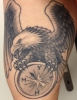 weißkopfseeadler mit Kompass