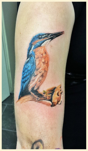 Eisvogel
