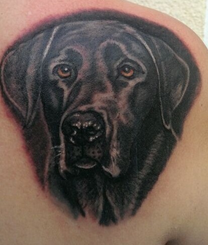 Mein Schatz ( Labrador ) auf meinem Schulterblatt 