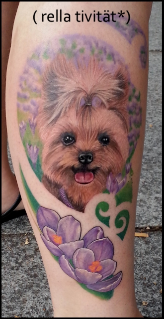 yorkshire terrier, krokus