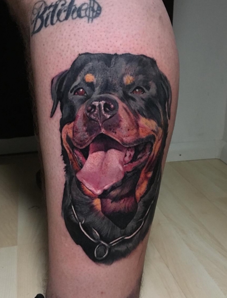 Rottweiler Portrait 