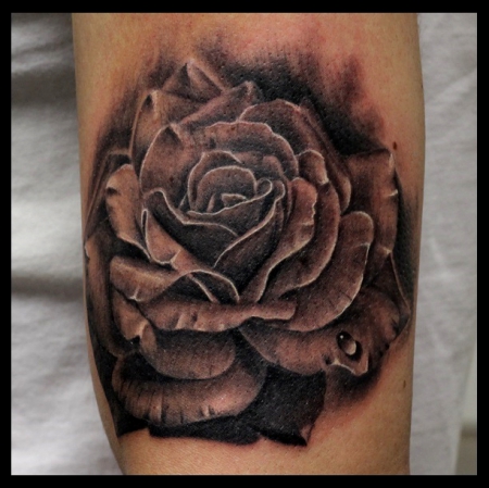 Rose