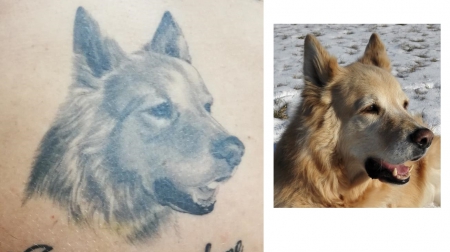 Hunde-Porträt