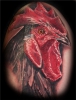 Rooster