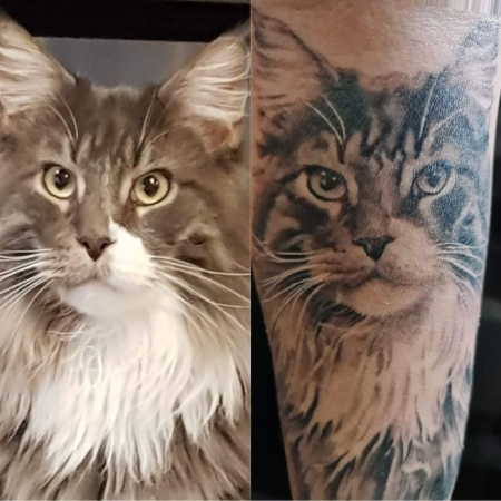 jetzt abgeheilt, mein maine coon kater knödel