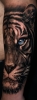 Tiger in Black/Grey mit blauen Augen