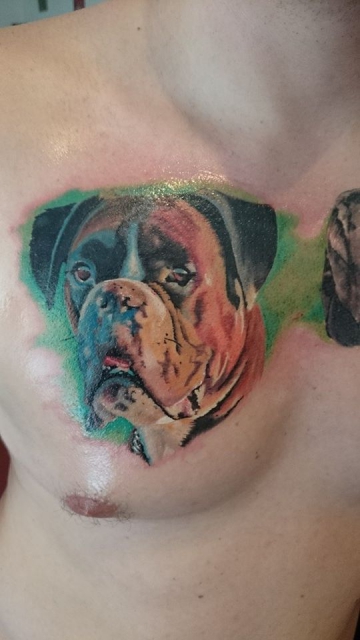 hundeportrait