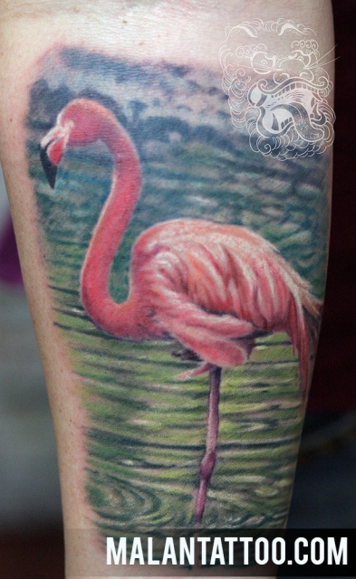 Spanischer Flamingo - Bunt Tattoo