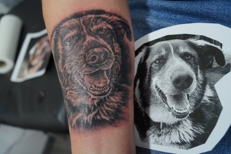 Hunde Portrait 